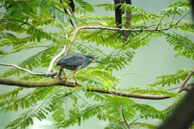 Hồ Gươm bỗng dưng xuất hiện nhiều loài chim lạ